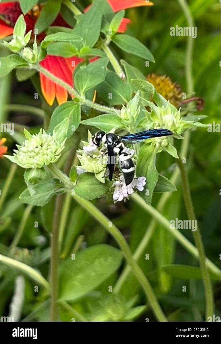 Guêpe de maçon à quatre dents (Monobia quadridens) Banque D'Images