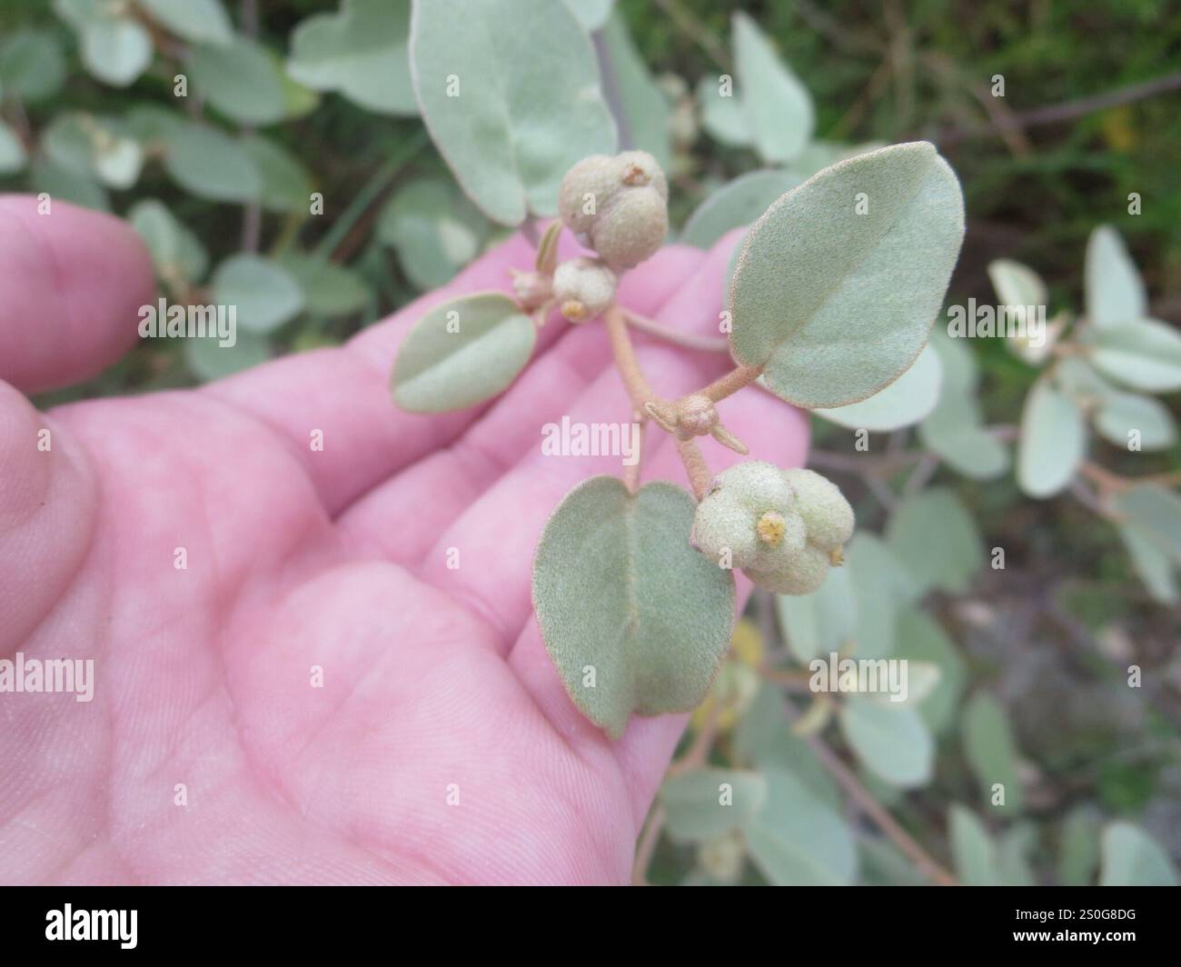 Plage Croton (Croton punctatus) Banque D'Images
