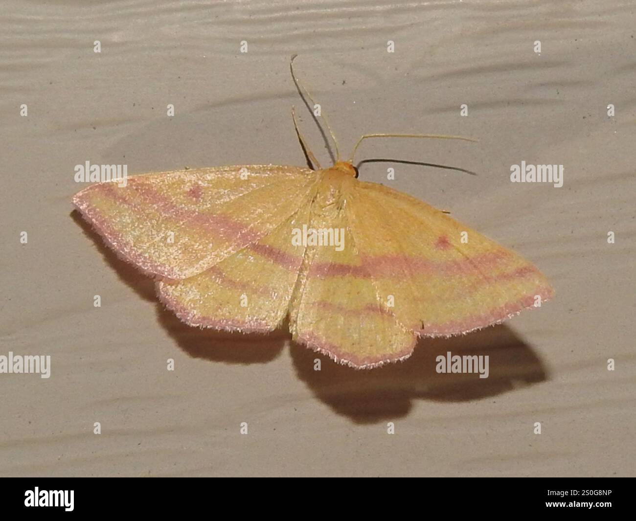 Teigne géomètre de l'aspersion (Haematopis grataria) Banque D'Images