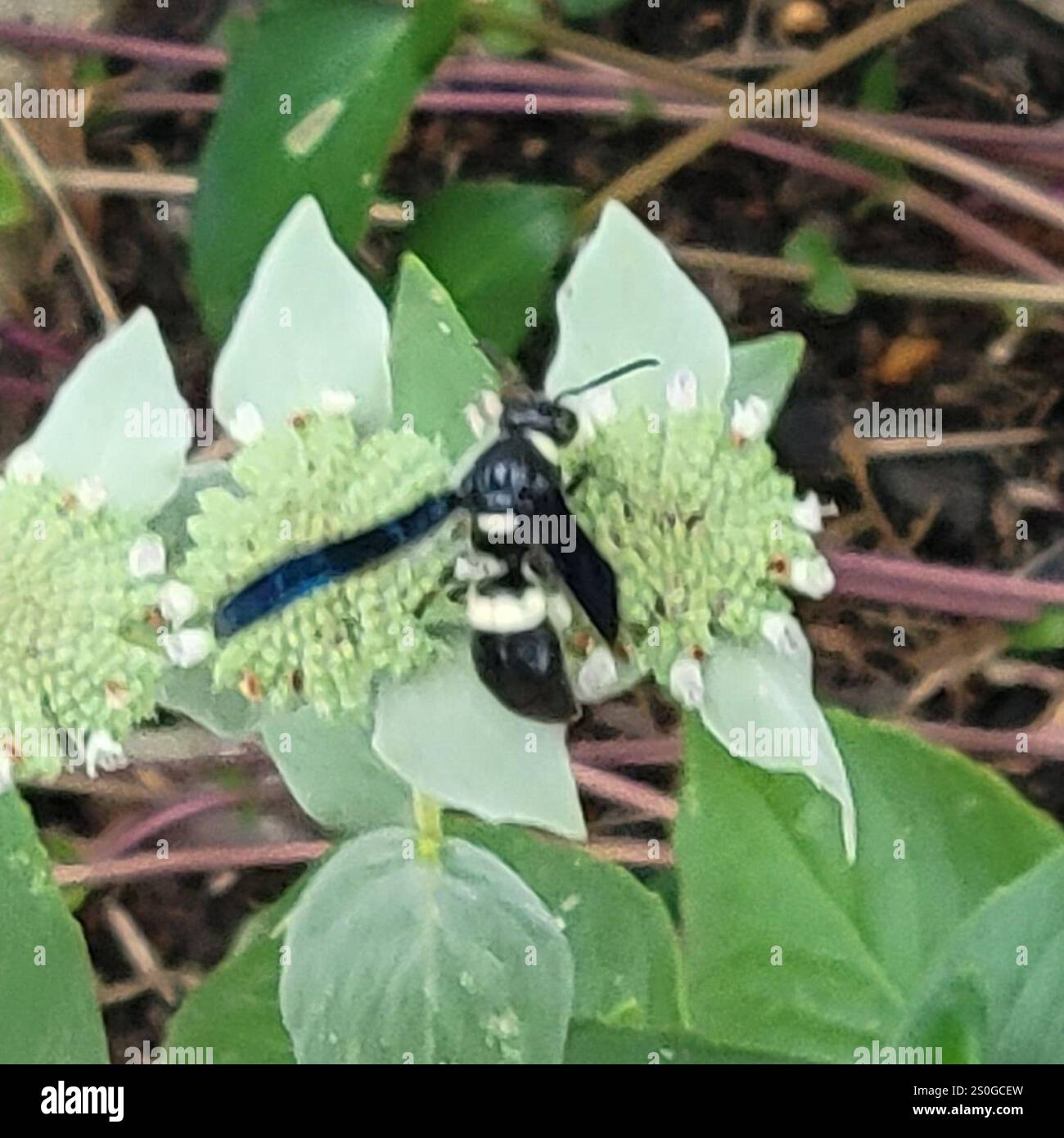 Guêpe de maçon à quatre dents (Monobia quadridens) Banque D'Images
