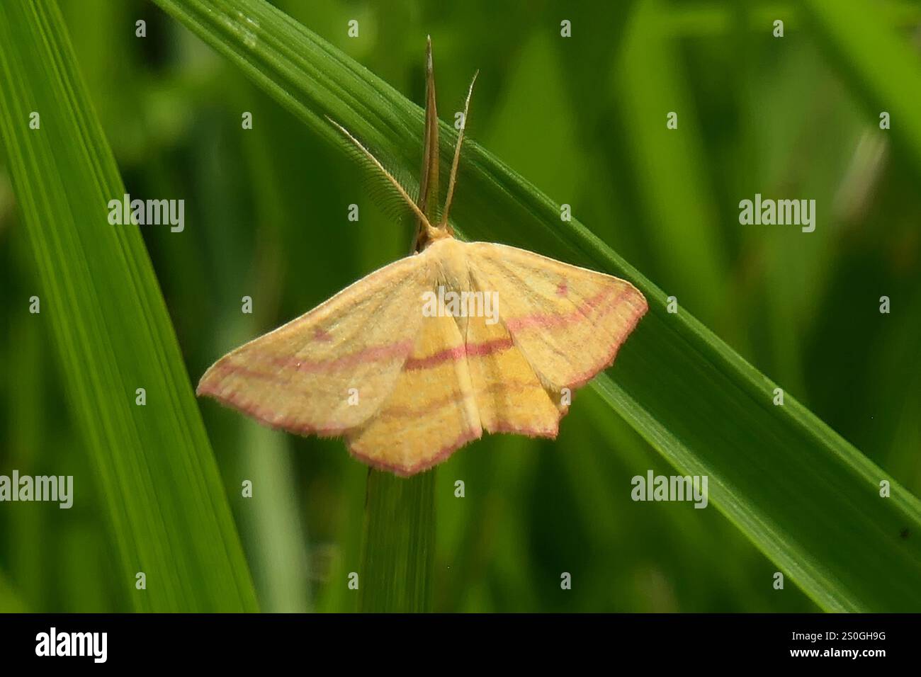 Teigne géomètre de l'aspersion (Haematopis grataria) Banque D'Images