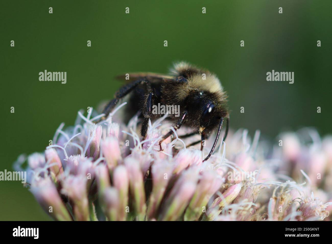 Champ Cuckoo Bumble Bee (Bombus campestris) Banque D'Images