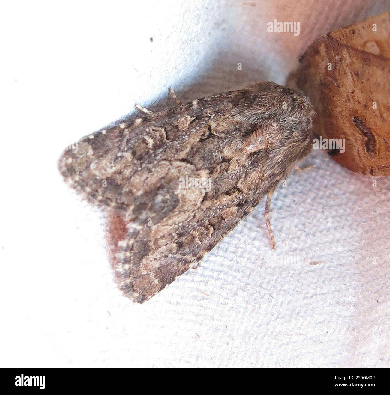 Rustique à flancs renforcés (Luperina testacea) Banque D'Images