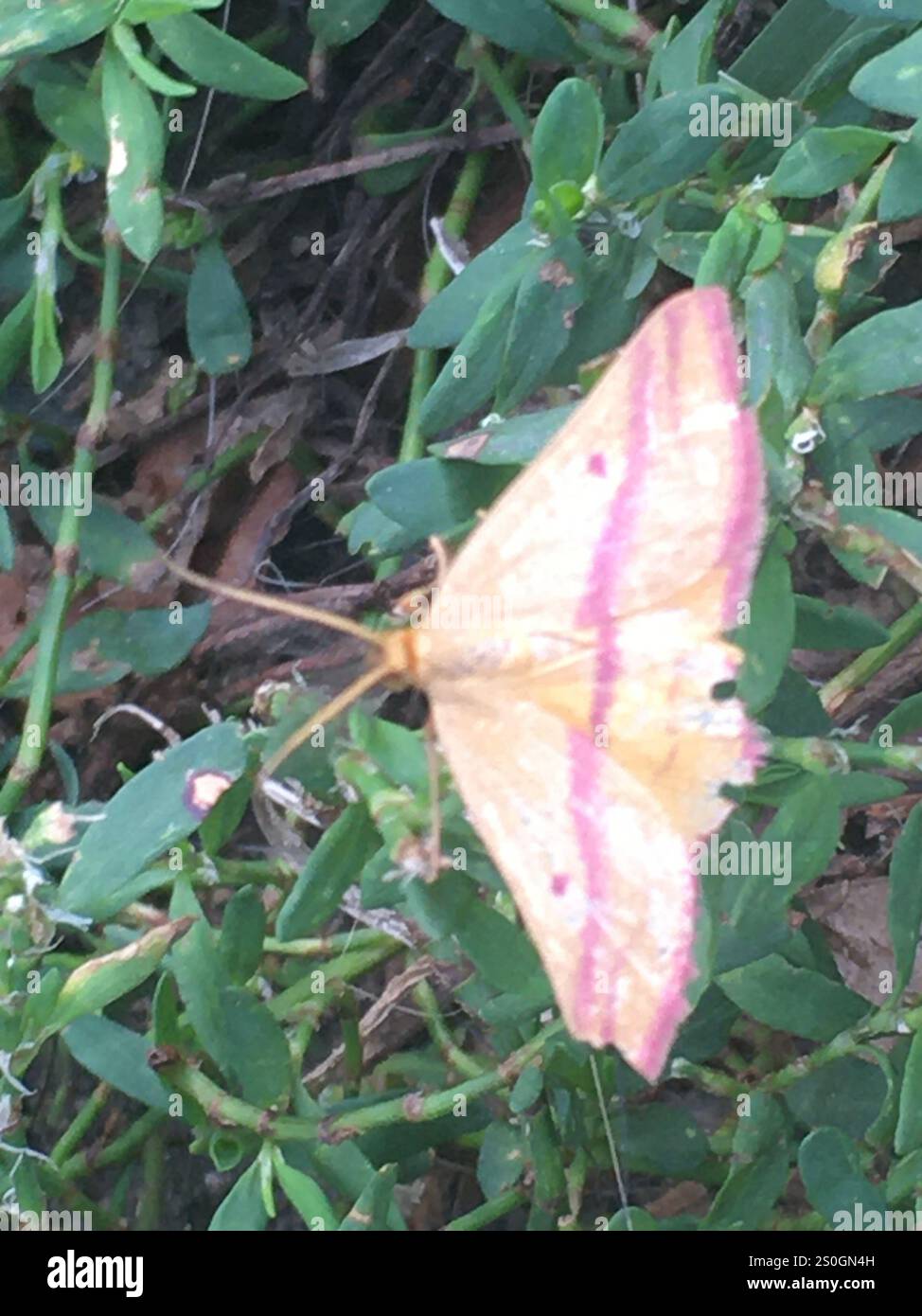 Teigne géomètre de l'aspersion (Haematopis grataria) Banque D'Images