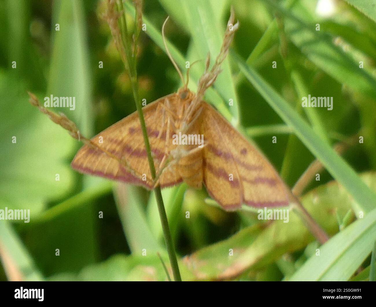 Teigne géomètre de l'aspersion (Haematopis grataria) Banque D'Images