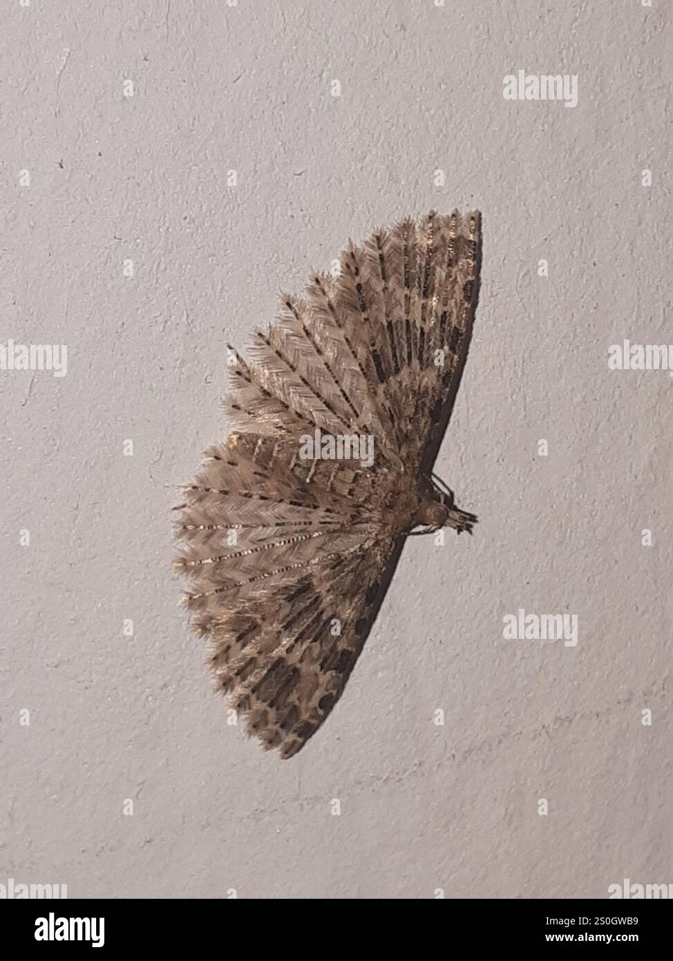 Vingt-plume Moth (Alucita hexadactyla) Banque D'Images