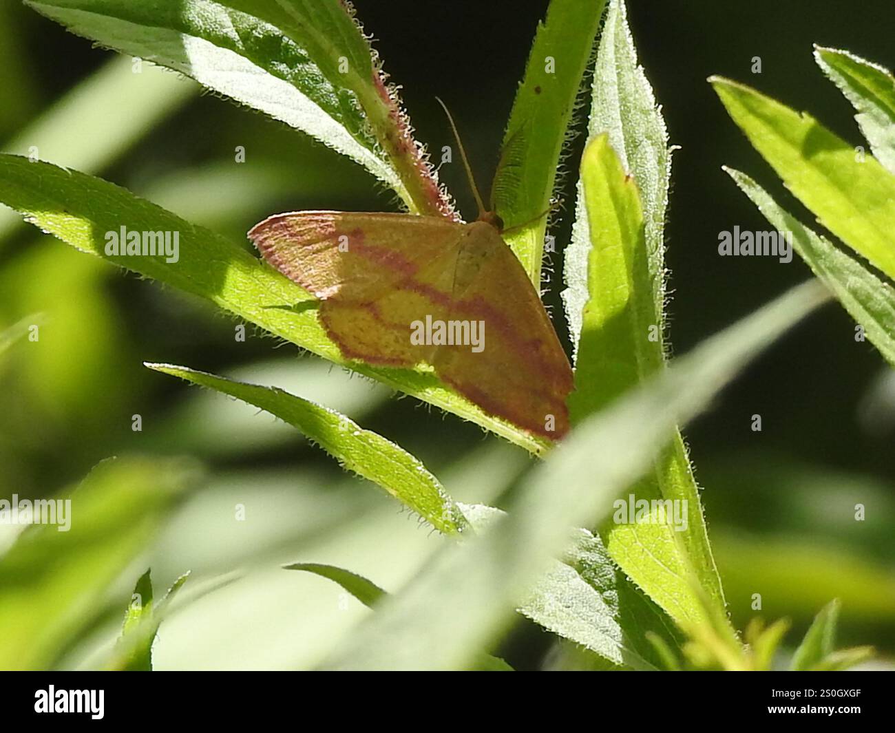 Teigne géomètre de l'aspersion (Haematopis grataria) Banque D'Images