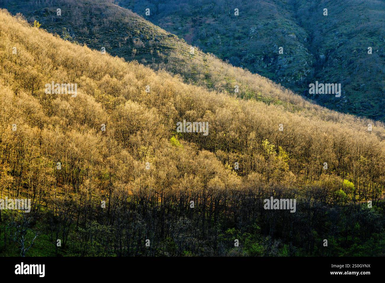 Forêt de feuillus, réserve naturelle de la Garganta de los Infiernos, chaîne de montagnes Tormantos, vallée de Jerte, Caceres, Estrémadure, Espagne, Europe Banque D'Images