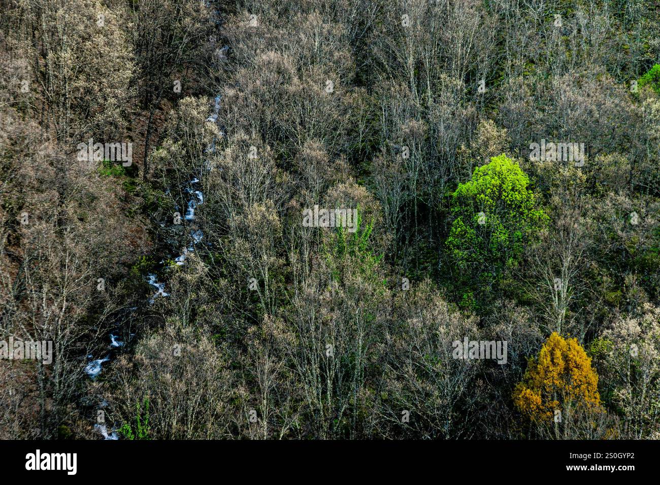 Forêt de feuillus, réserve naturelle de la Garganta de los Infiernos, chaîne de montagnes Tormantos, vallée de Jerte, Caceres, Estrémadure, Espagne, Europe Banque D'Images