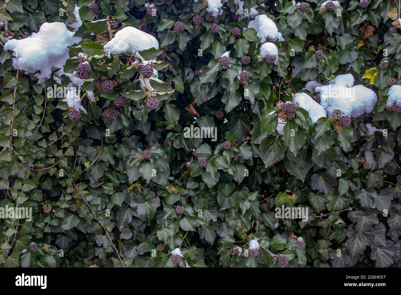 Haie rampante Ivy, clôture avec neige et feuilles vertes, abstrait Banque D'Images