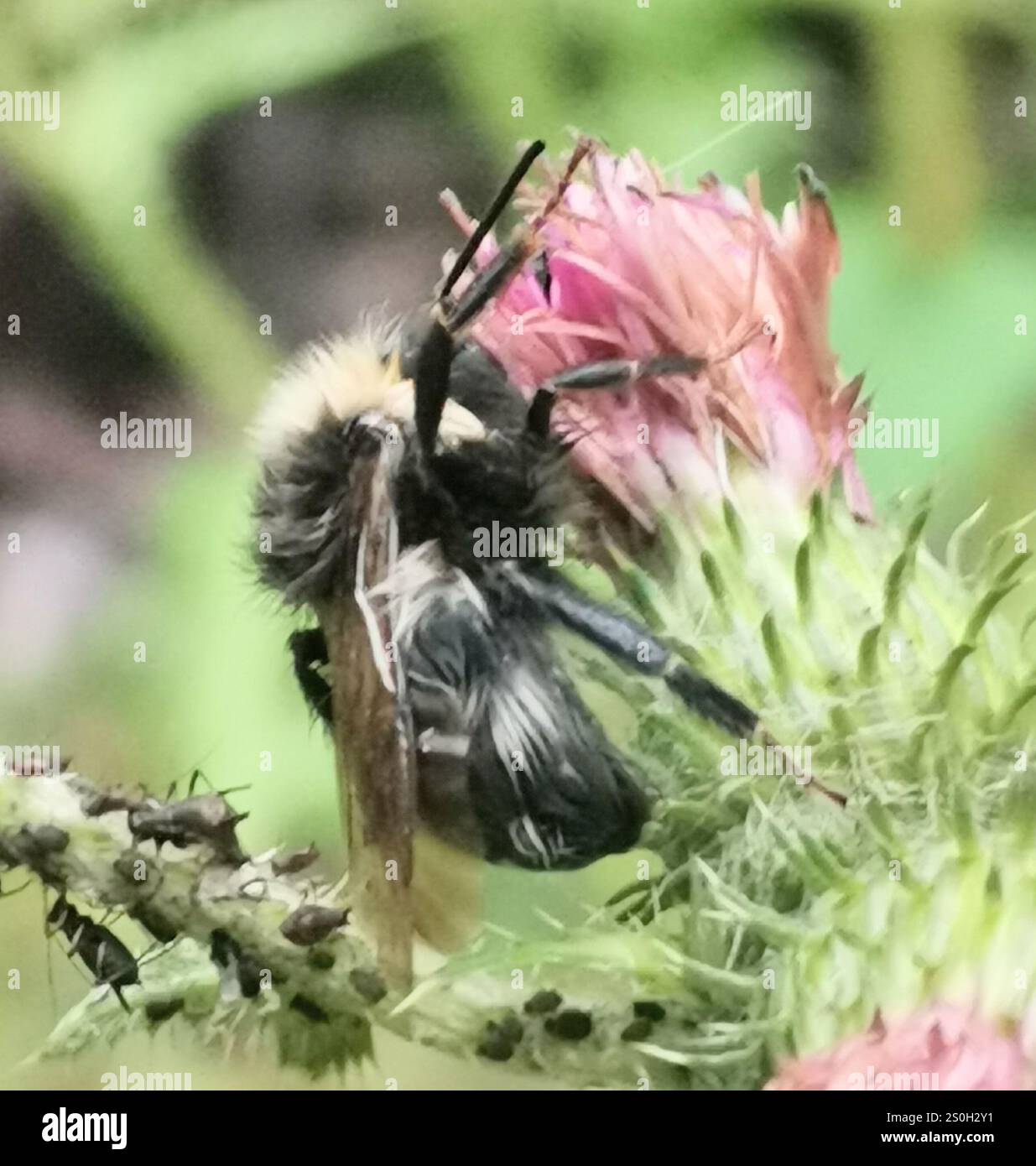 Champ Cuckoo Bumble Bee (Bombus campestris) Banque D'Images