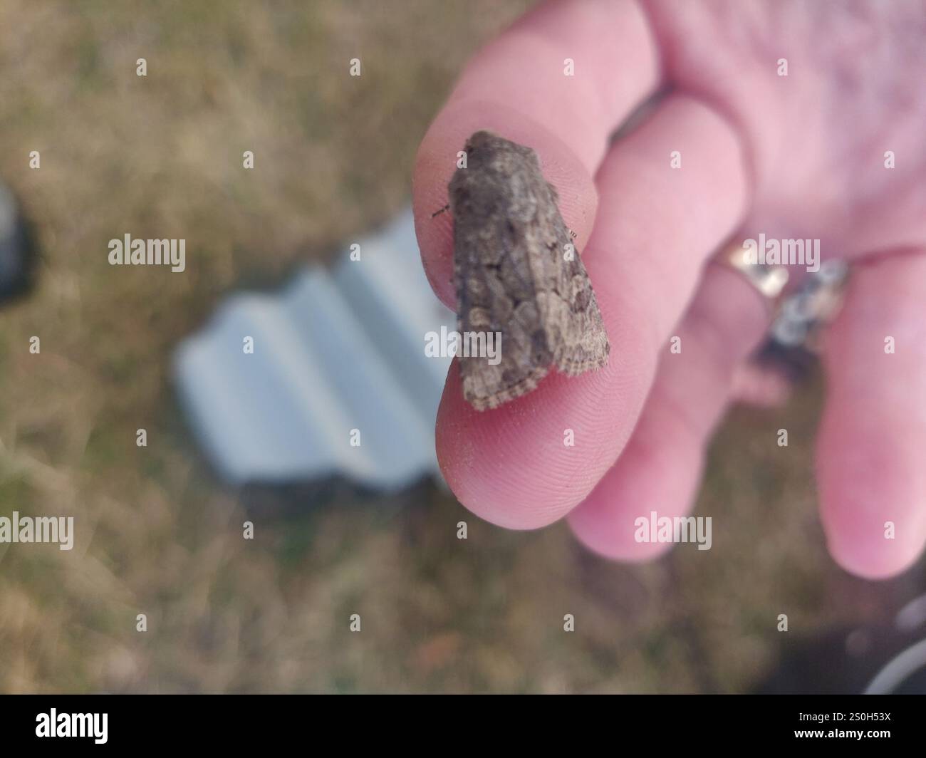 Rustique à flancs renforcés (Luperina testacea) Banque D'Images