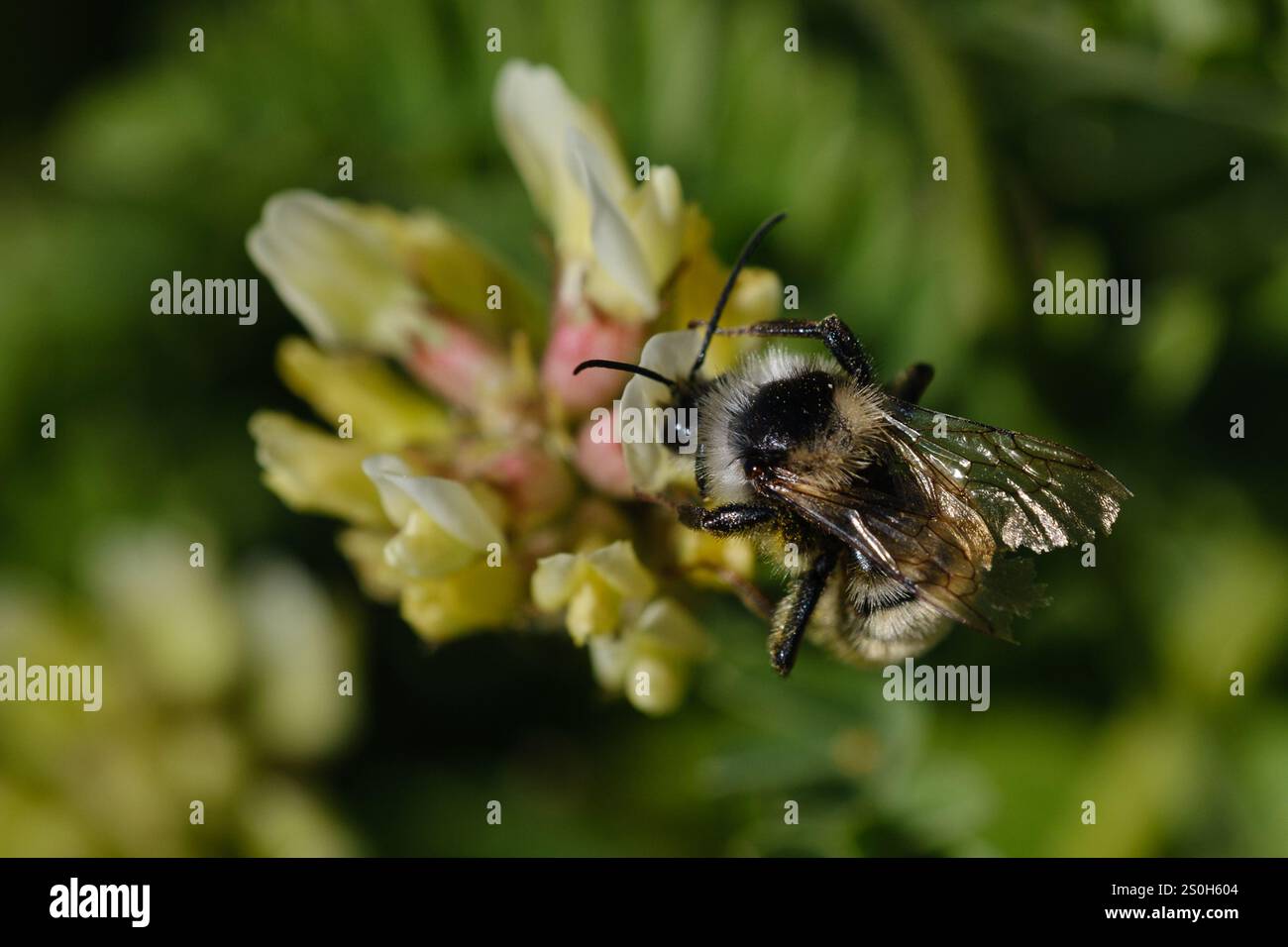 Bumble Bee à épaules blanches (Bombus appositus) Banque D'Images