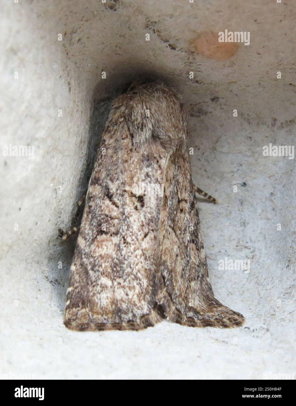 Rustique à flancs renforcés (Luperina testacea) Banque D'Images