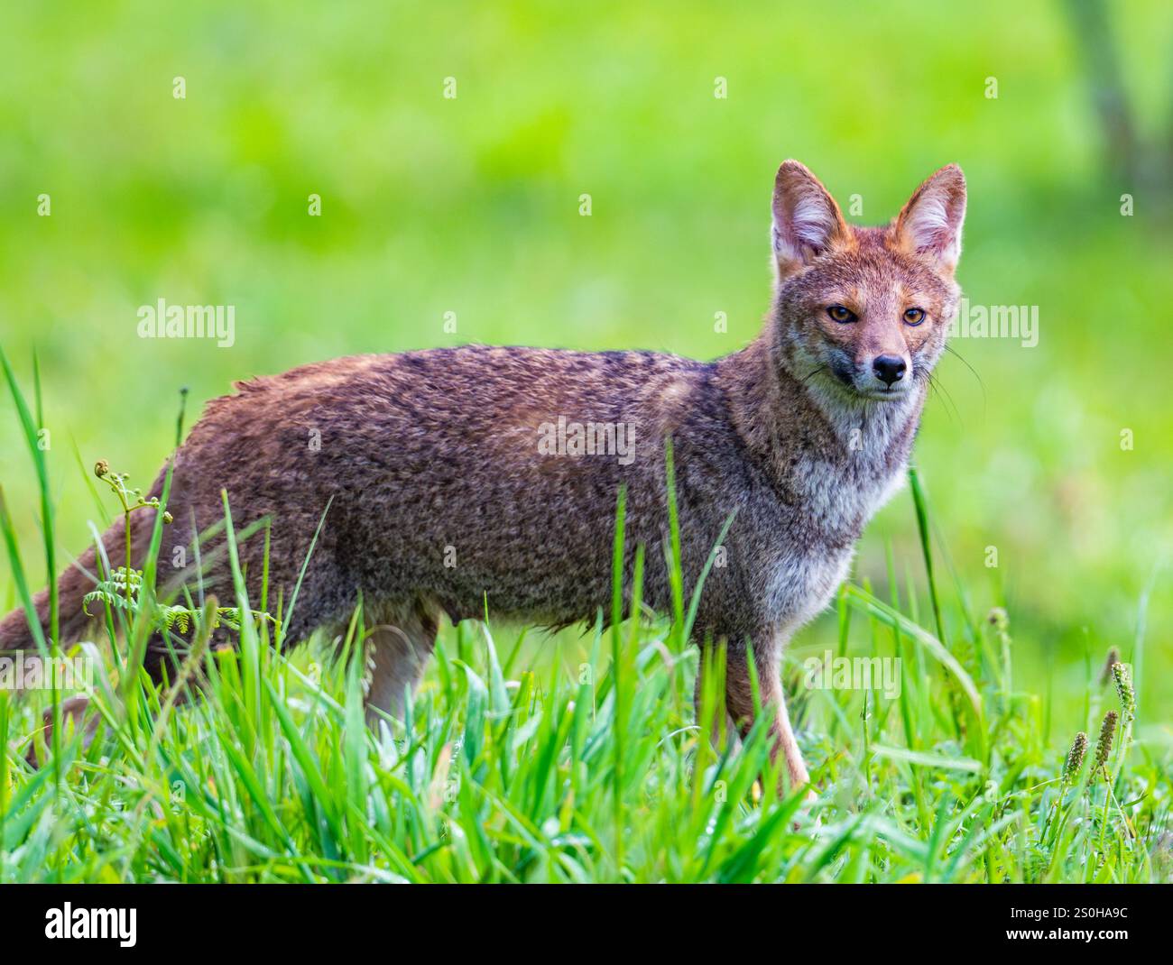 Un renard sauvage de Pampas (Lycalopex gymnocerca) sur l'herbe verte. État de Santa Catarina, Brésil. Banque D'Images