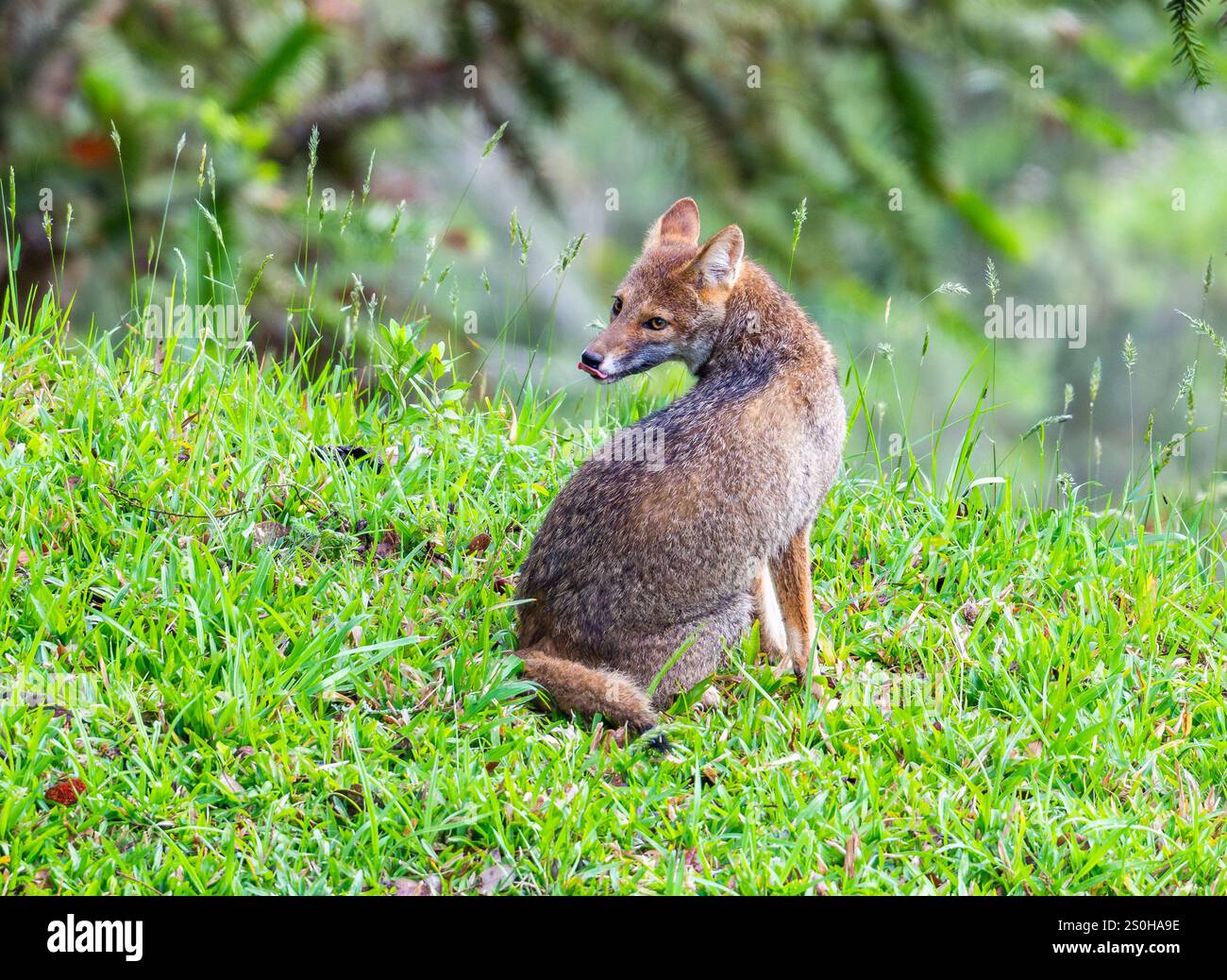 Un renard sauvage de Pampas (Lycalopex gymnocerca) sur l'herbe verte. État de Santa Catarina, Brésil. Banque D'Images