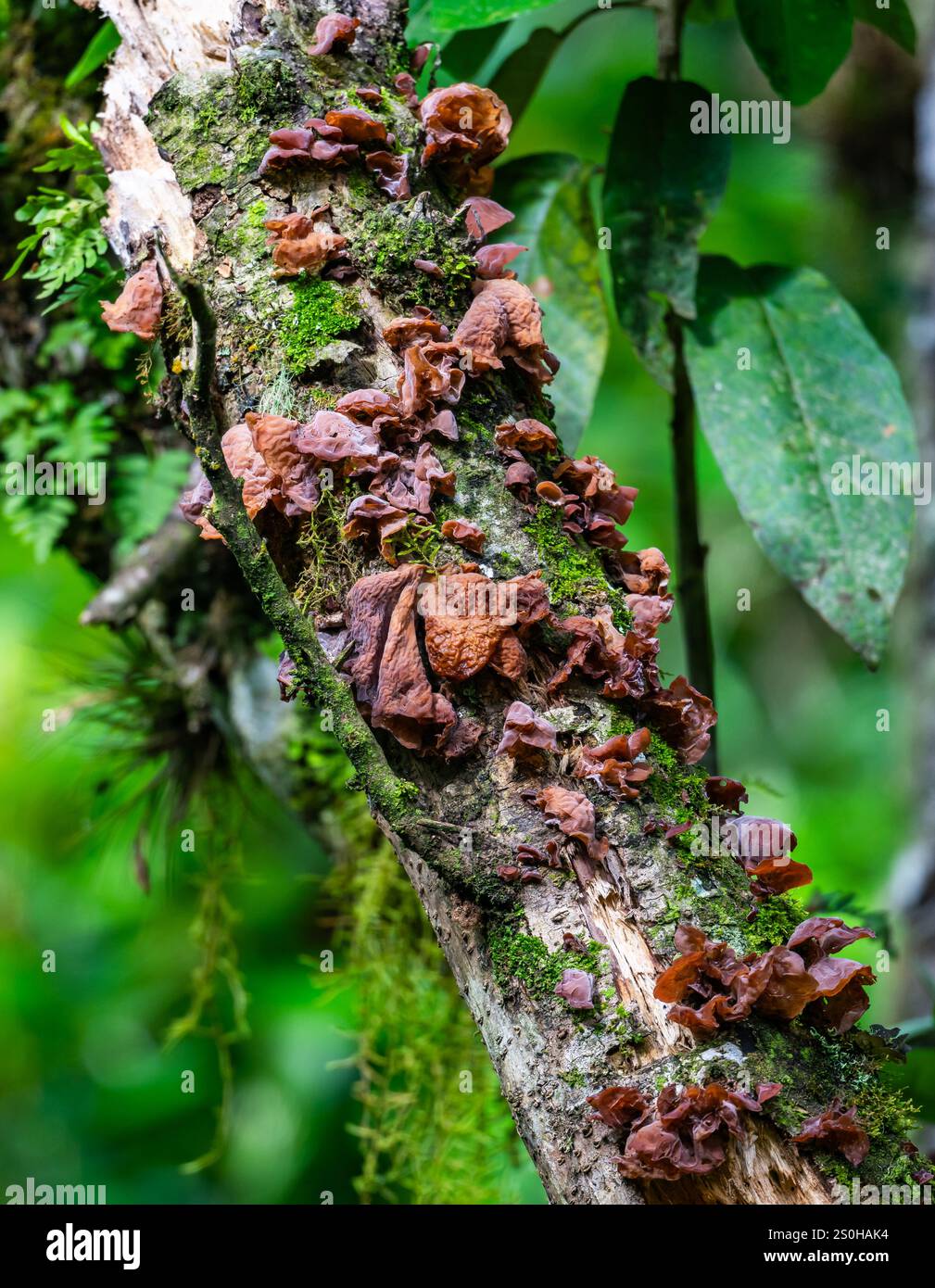 Grappes de champignons d'oreille de bois poussant sur des troncs d'arbres en forêt. État du Rio Grande do Sul, Brésil. Banque D'Images