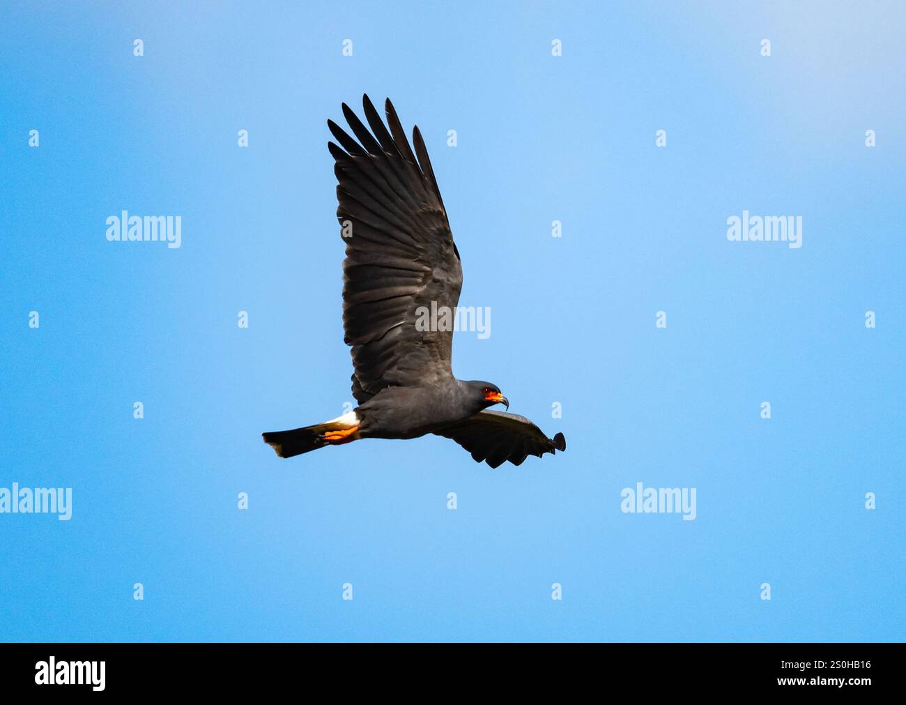 Un cerf-volant d'escargot (Rostrhamus sociabilis) volant au-dessus du ciel bleu. État du Rio Grande do Sul, Brésil. Banque D'Images