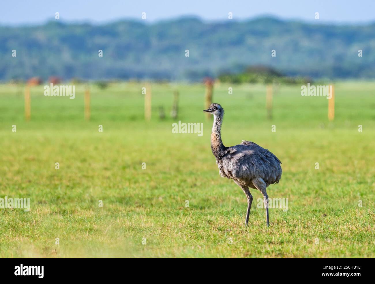 Un grand Rhea (Rhea americana) errant sur un champ d'herbe ouverte. État du Rio Grande do Sul, Brésil. Banque D'Images