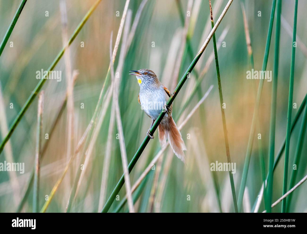 Un Reedhaunter (Limnoctites sulphuriferus) barbu de soufre perché sur une tige de roseau. État du Rio Grande do Sul, Brésil. Banque D'Images