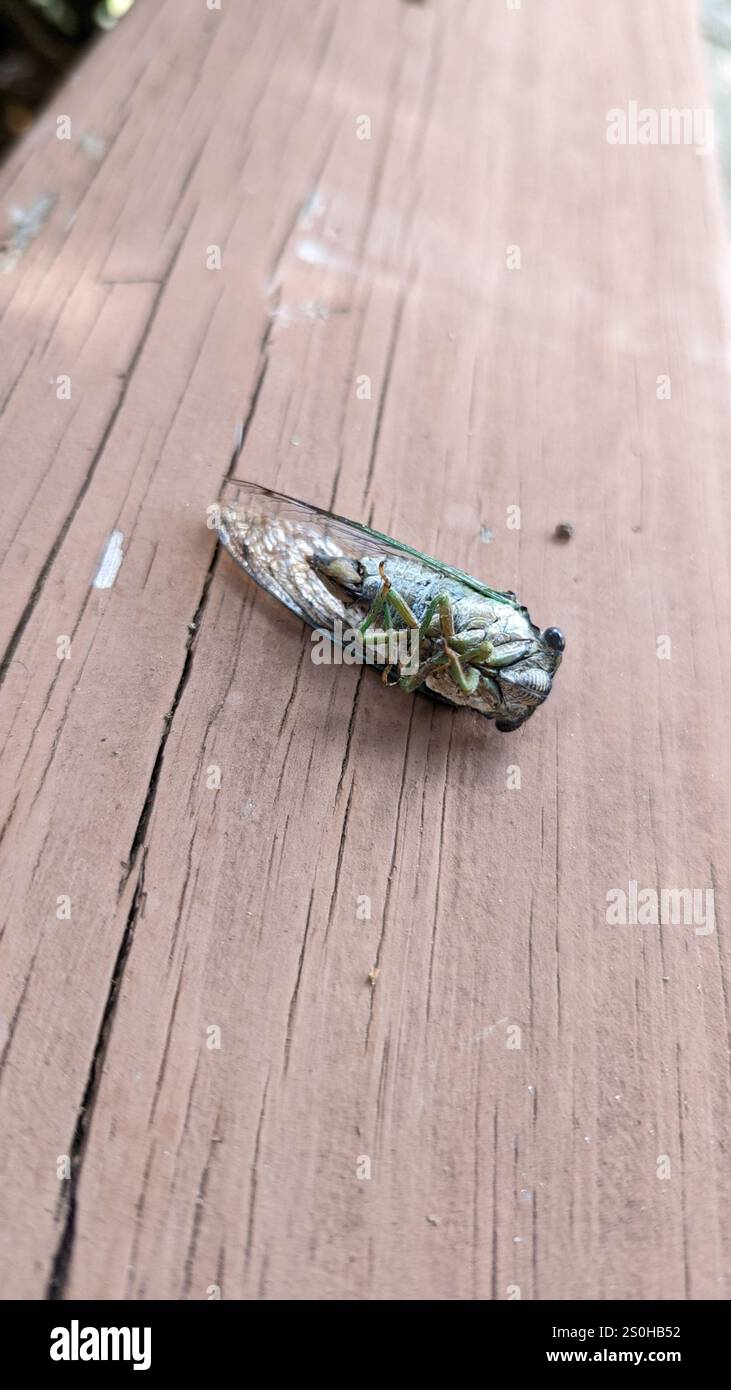 Cicada des marais (Neotibicen tibicen) Banque D'Images