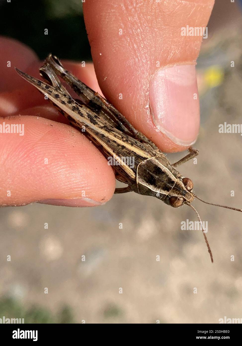 Criquet italien (Calliptamus italicus) Banque D'Images