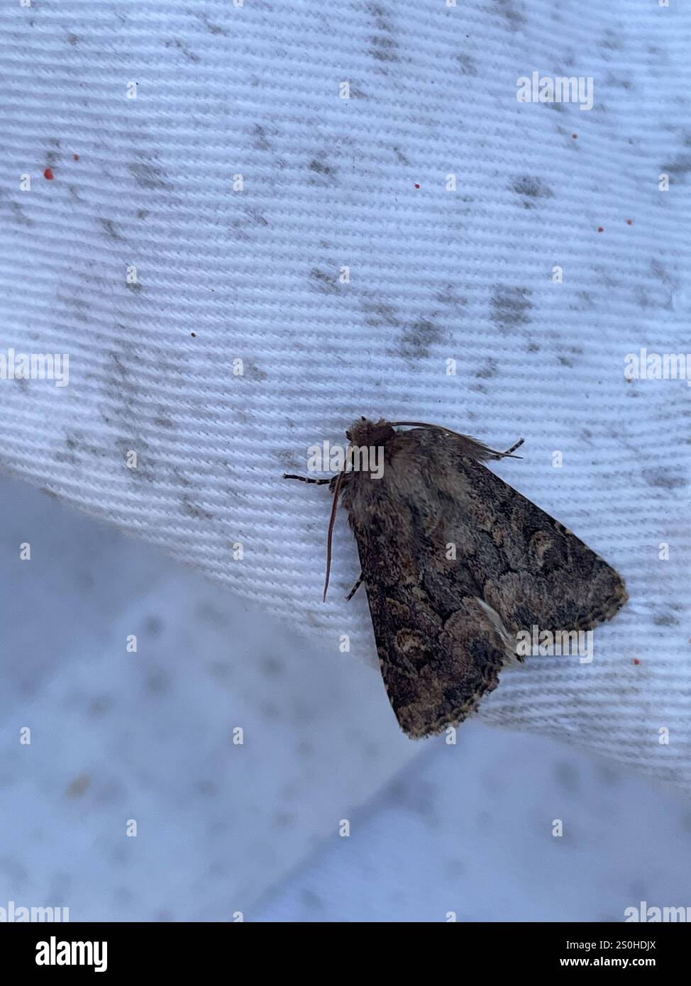 Rustique à flancs renforcés (Luperina testacea) Banque D'Images