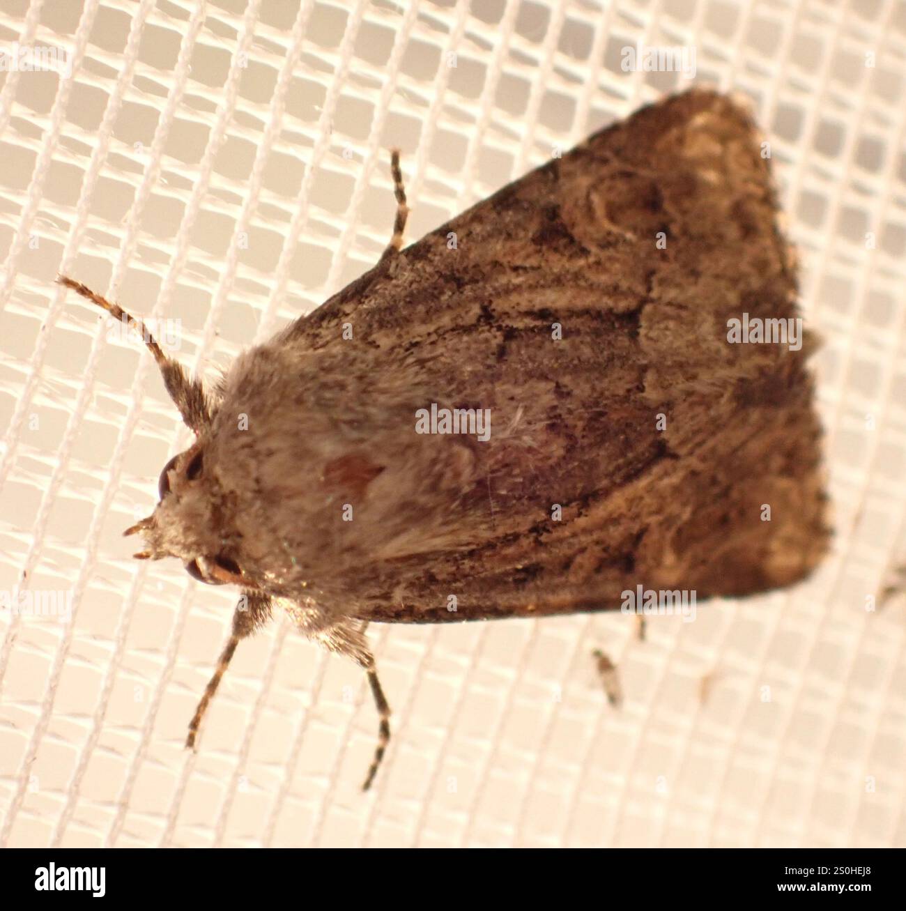 Rustique à flancs renforcés (Luperina testacea) Banque D'Images