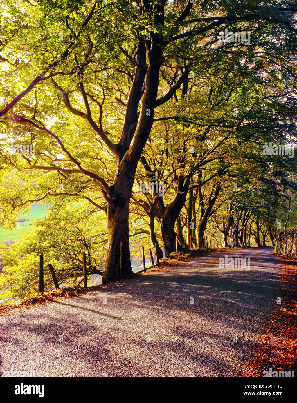 Une route verdoyante bordée d'arbres dans le Lake District, en Angleterre. Banque D'Images