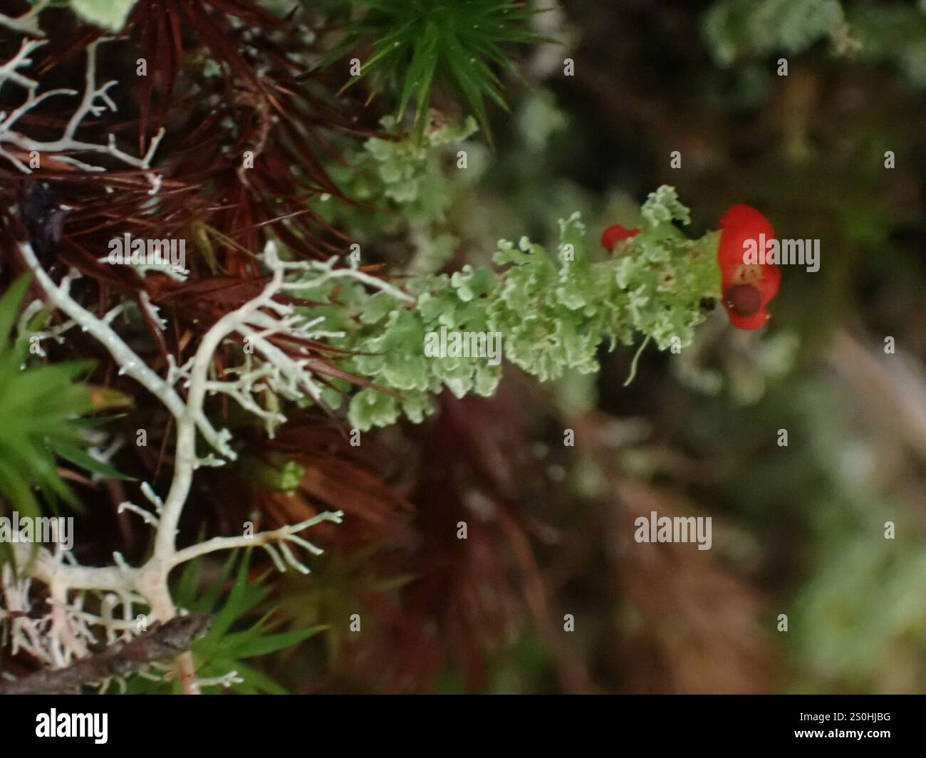 Soldats jouets (Cladonia bellidiflora) Banque D'Images