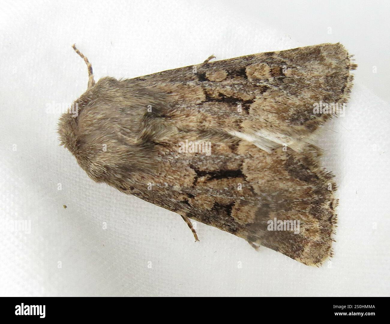 Rustique à flancs renforcés (Luperina testacea) Banque D'Images