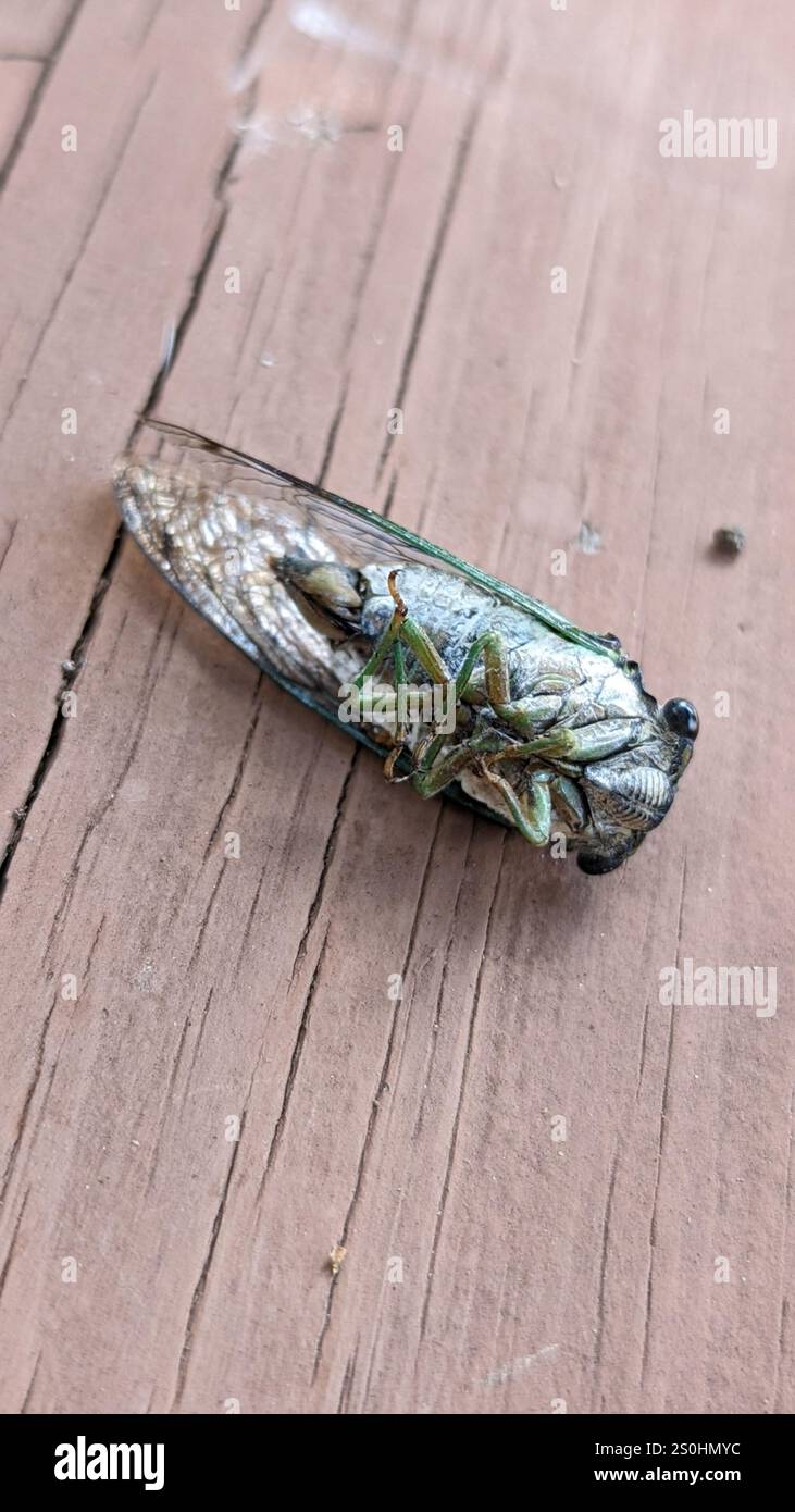 Cicada des marais (Neotibicen tibicen) Banque D'Images