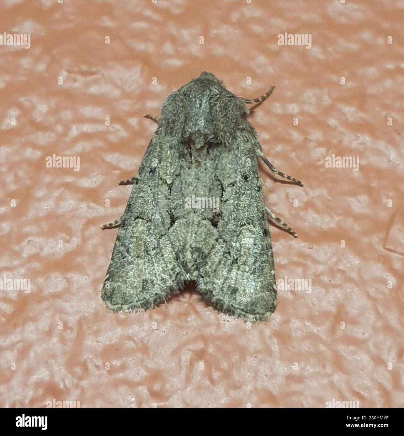 Rustique à flancs renforcés (Luperina testacea) Banque D'Images