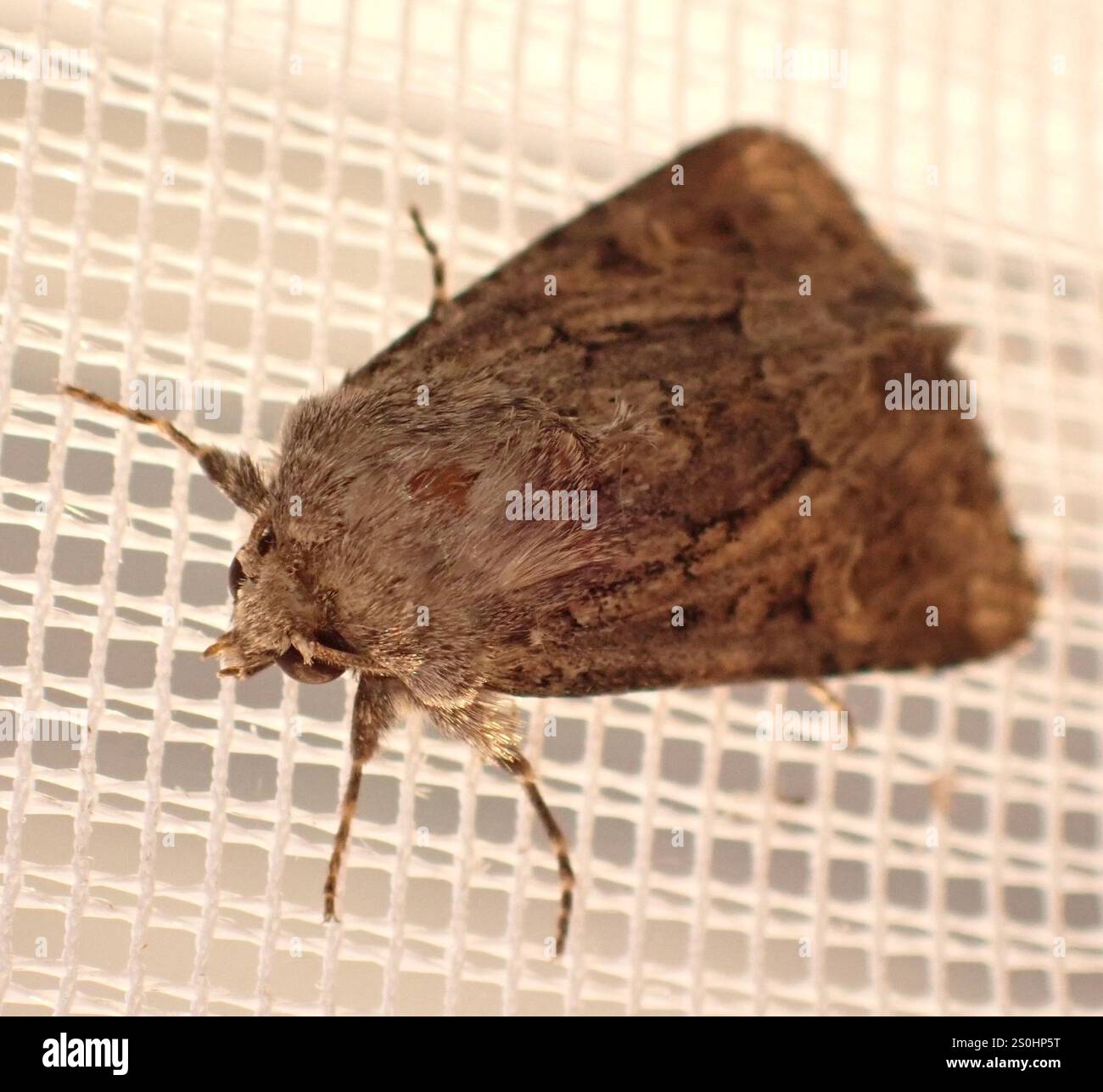 Rustique à flancs renforcés (Luperina testacea) Banque D'Images