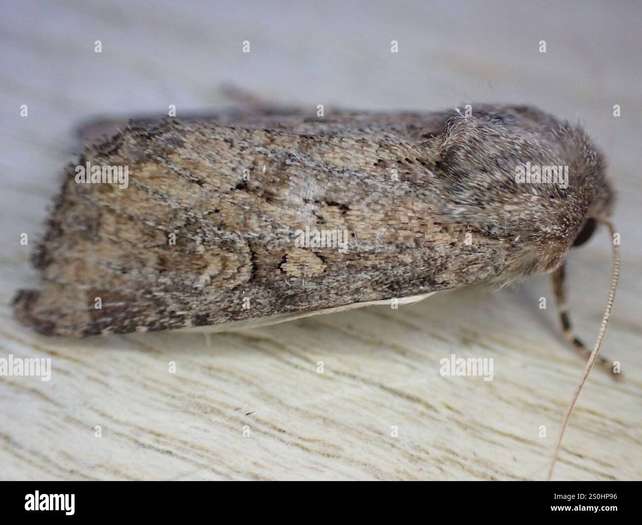 Rustique à flancs renforcés (Luperina testacea) Banque D'Images