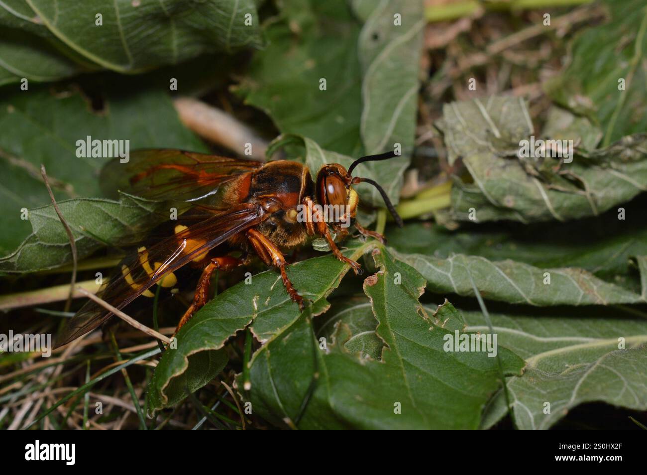 Guêpe tueuse de Cicada orientale (Sphecius speciosus) Banque D'Images