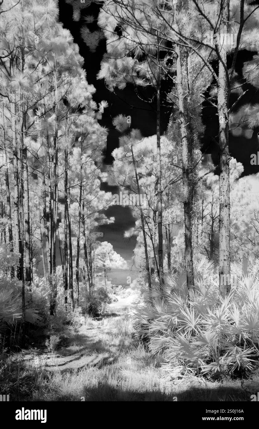 Infrarouge rouge noir et blanc de la route à travers les forêts de pins de Floride dans Deer Prairie Creek Preserve à Venice Florida USA Banque D'Images