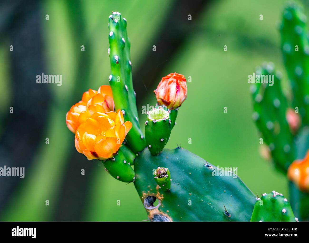 Cactus (Opuntia rioplatense) aux fleurs orange vif. État du Rio Grande do Sul, Brésil. Banque D'Images Cactus (Opuntia rioplatense) aux fleurs orange vif. État du Rio Grande do Sul, Brésil. Banque D'Images
