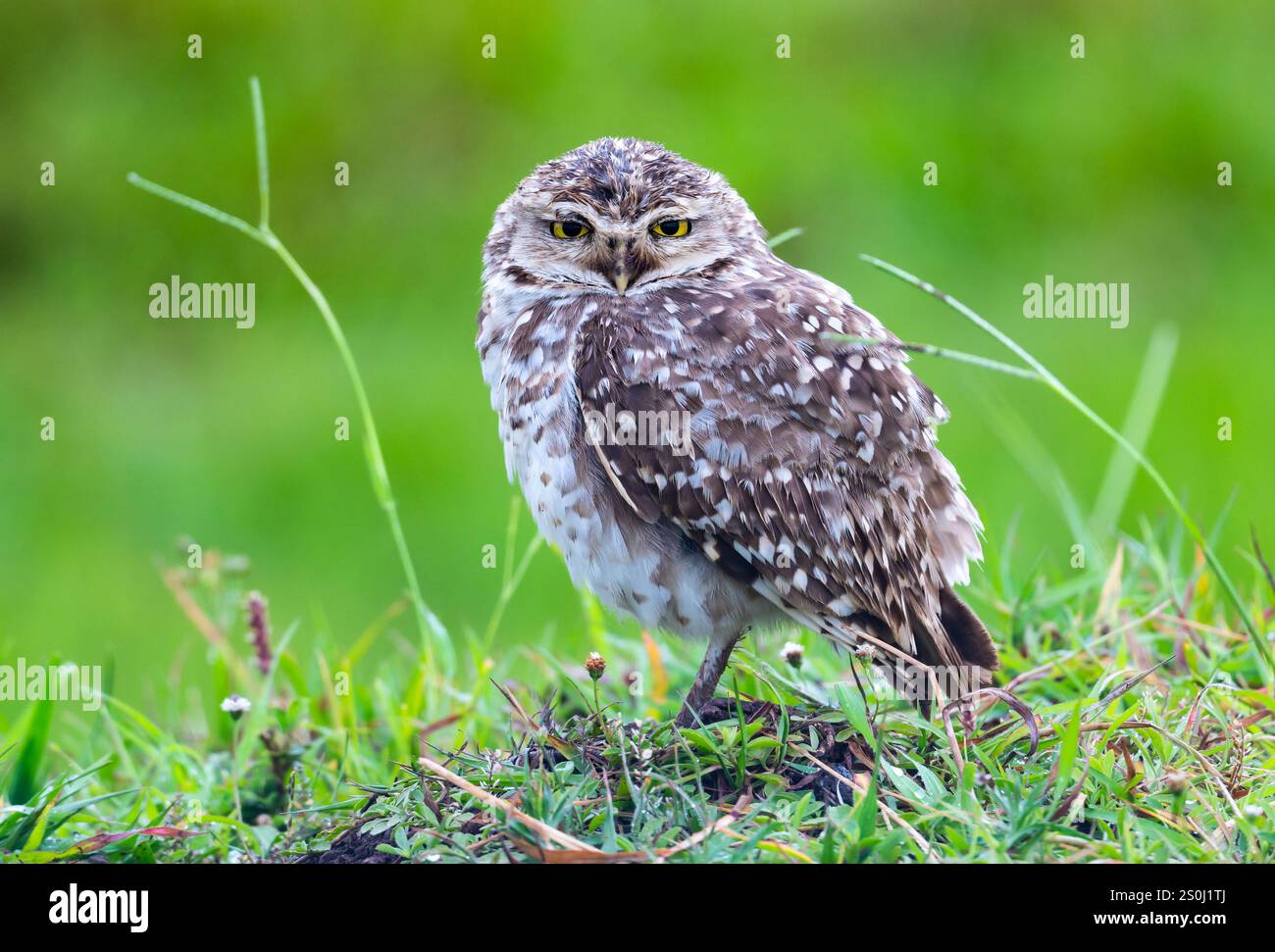 Une chouette des terriers (Athene cunicularia) debout au sommet de son terrier. État du Rio Grande do Sul, Brésil. Banque D'Images
