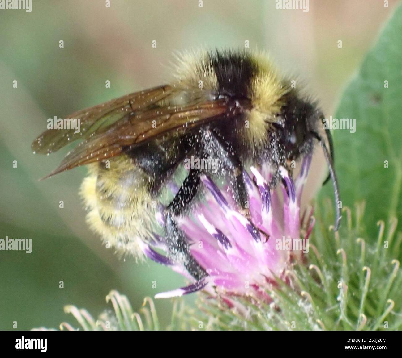 Champ Cuckoo Bumble Bee (Bombus campestris) Banque D'Images