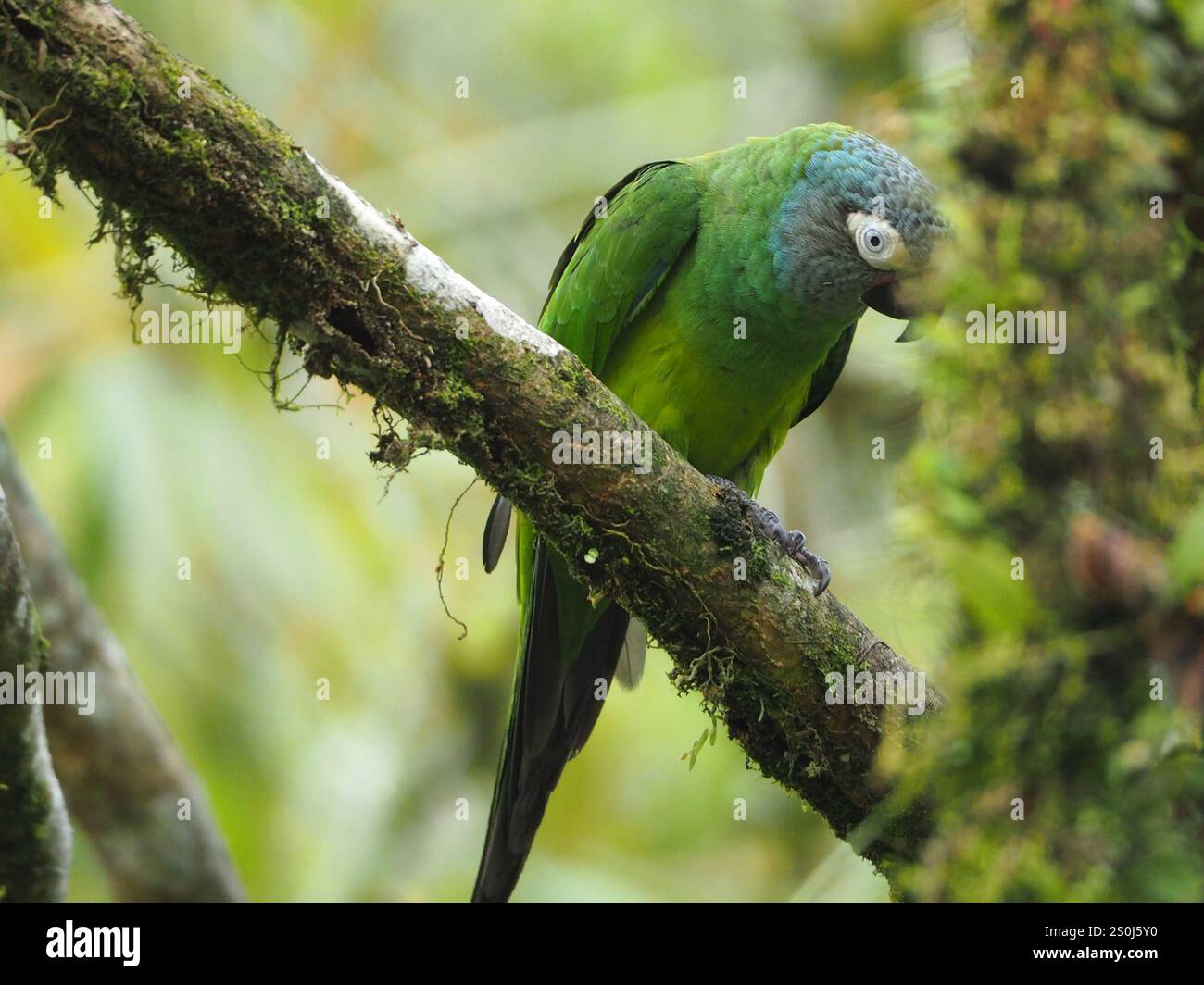 Perruche à tête sombre (Aratinga weddellii) Banque D'Images