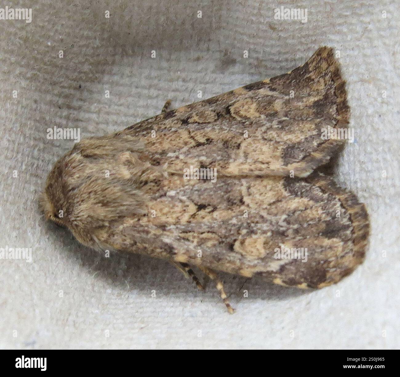 Rustique à flancs renforcés (Luperina testacea) Banque D'Images