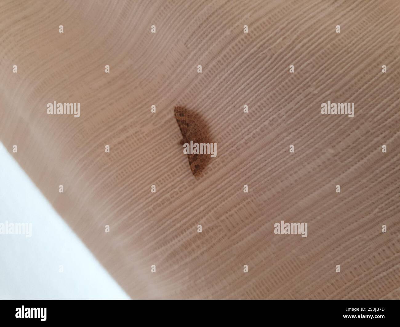 Vingt-plume Moth (Alucita hexadactyla) Banque D'Images