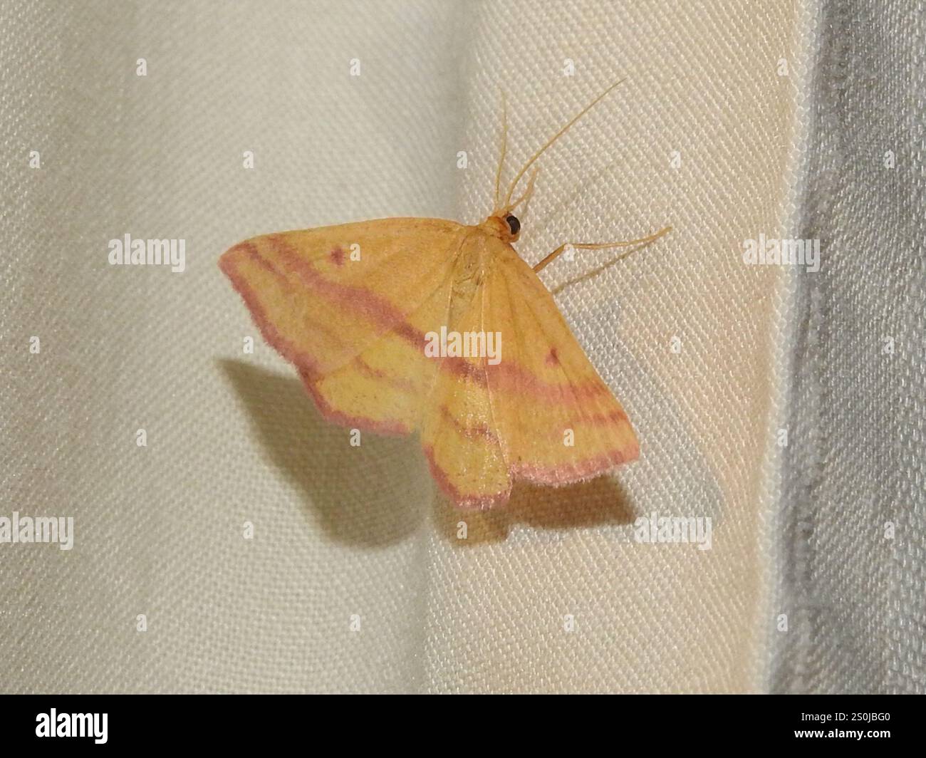 Teigne géomètre de l'aspersion (Haematopis grataria) Banque D'Images