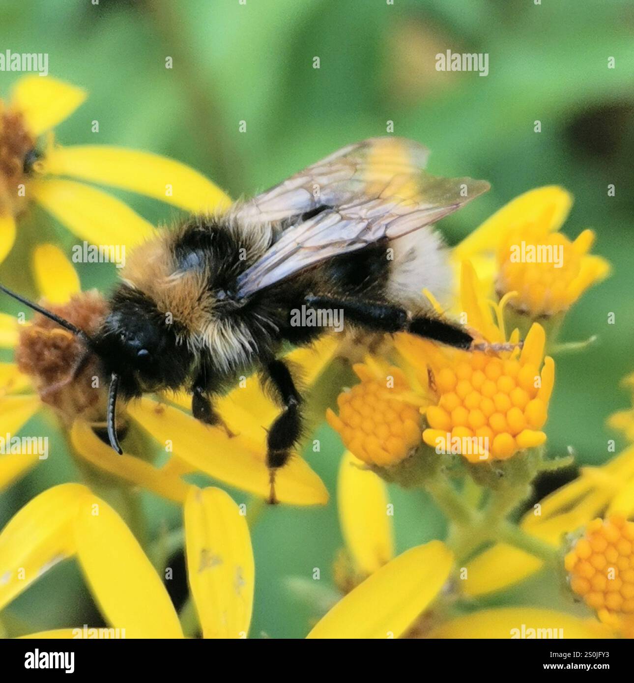 Champ Cuckoo Bumble Bee (Bombus campestris) Banque D'Images