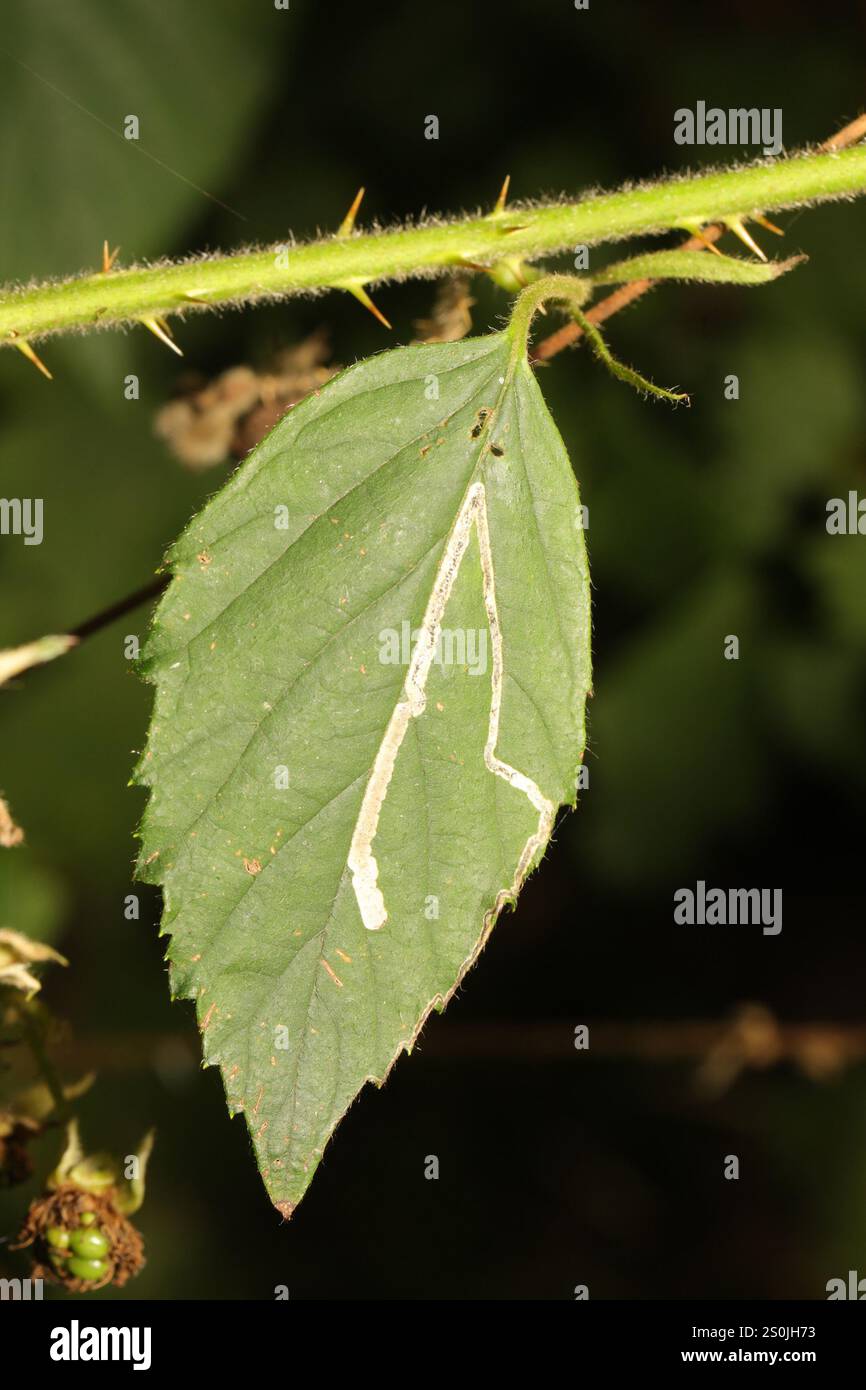 Golden Pigmy (Stigmella aurella) Banque D'Images