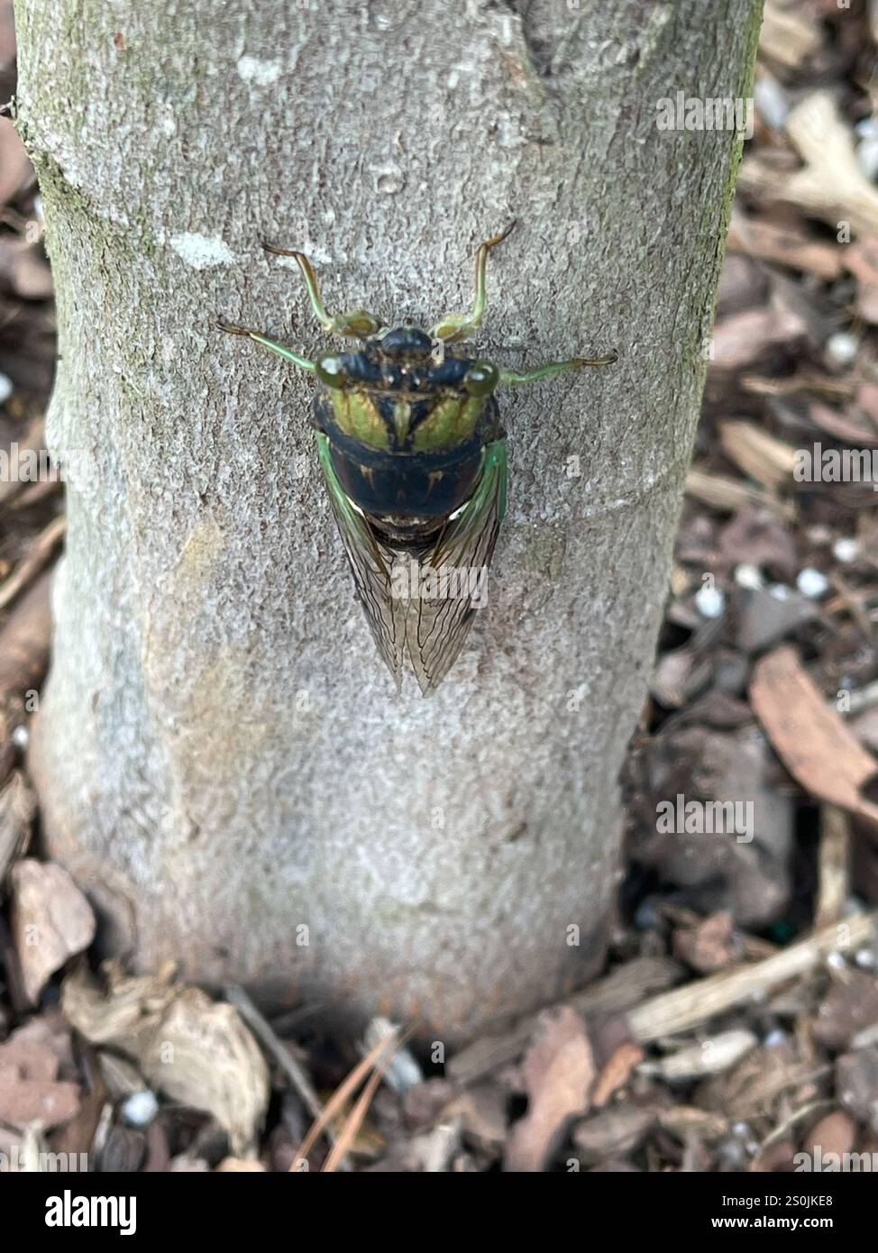 Cicada des marais (Neotibicen tibicen) Banque D'Images