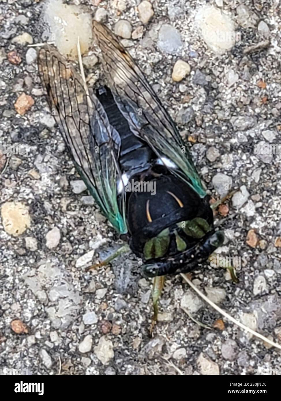 Cicada des marais (Neotibicen tibicen) Banque D'Images