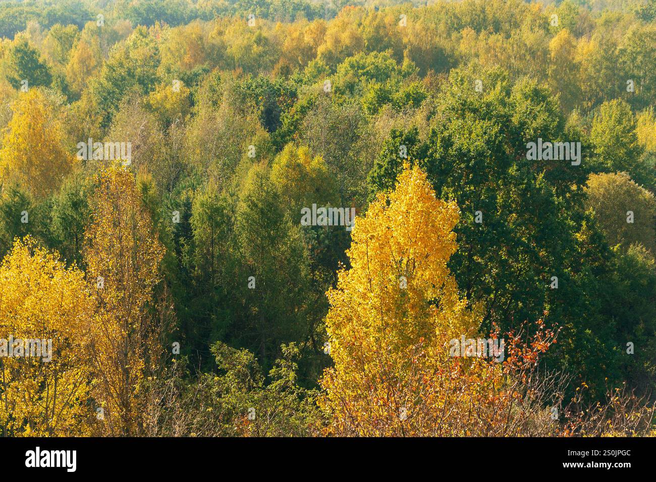 Jaune, orange, feuilles vertes des arbres dans la forêt. Beau paysage d'automne. Arrière-plan de la nature. Banque D'Images