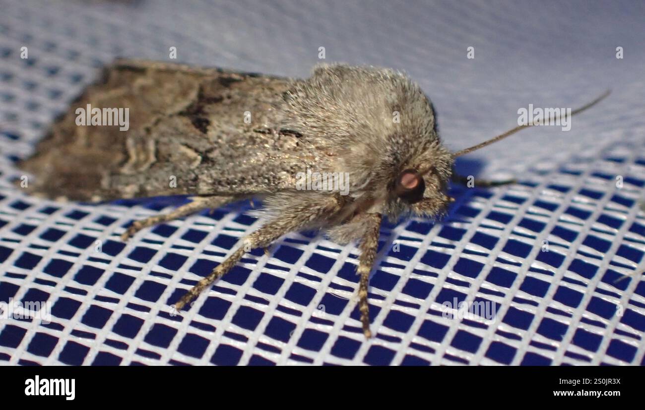 Rustique à flancs renforcés (Luperina testacea) Banque D'Images